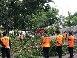 Jelang Ramadan, Personil TRC BPBD Bone Lakukan Pemangkasan Pohon Yang Rawan