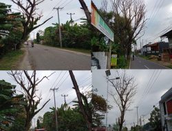 12 Pohon Kering di Poros Sungai Musi – Panyula Bahayakan Pengendara dan Warga