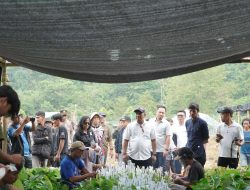 Bupati Luwu Targetkan Kejayaan Kakao Kembali